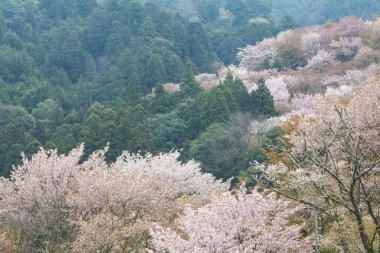 Park, Japonya 'da kiraz çiçeği