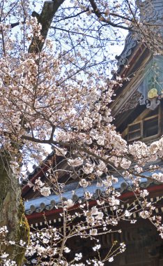 Kyoto 'da sakura çiçeği, Japonya 