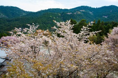 Park, Japonya 'da kiraz çiçeği