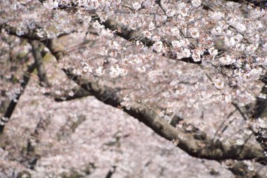 Bahar ağaçlarının beyaz çiçeklerle açtığı yakın plan görüntüsü.      