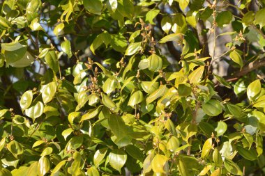 Yaz bahçesinde yeşil ağaçlar, gündüz manzarası 