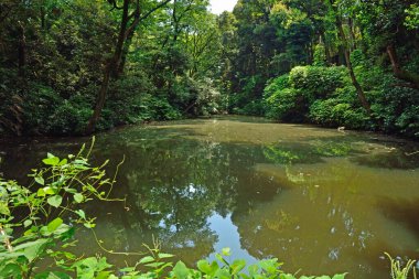 Sakin nehirde yansıyan güzel yeşil ağaçlar. 