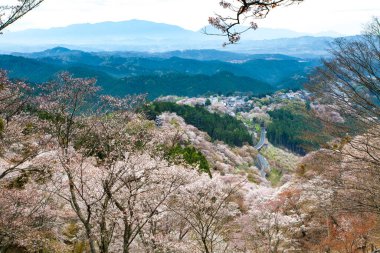 Park, Japonya 'da kiraz çiçeği