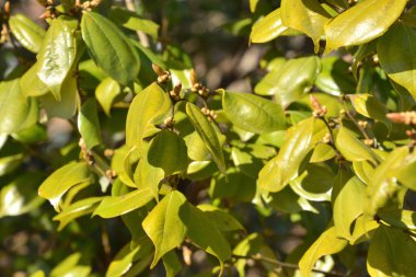 Yaz bahçesinde yeşil ağaçlar, gündüz manzarası 