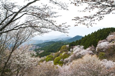 Japonya 'da kiraz çiçeklerinin açtığı güzel dağ manzarası