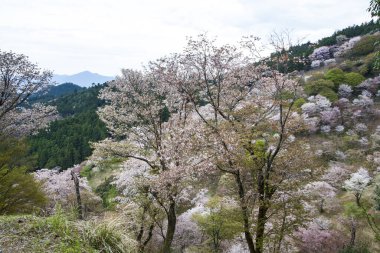 Japonya 'da kiraz çiçeklerinin açtığı güzel dağ manzarası