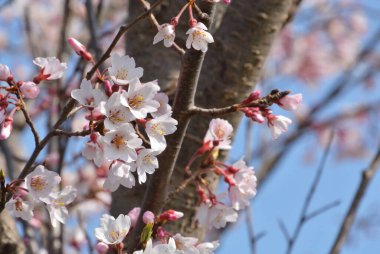 Japonya 'da kiraz çiçekleri, Tokyo 