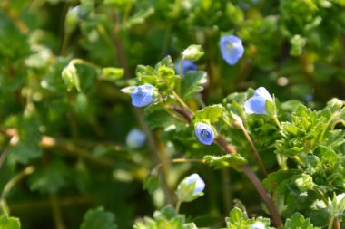 Bahçedeki mavi çiçekler