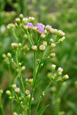 Bahçedeki güzel çiçekler