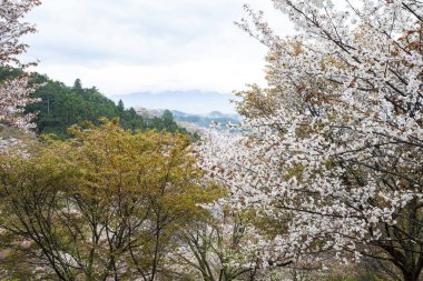 Parkta kiraz çiçeği, Japonya