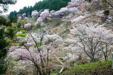Japonya 'da kiraz çiçeklerinin açtığı güzel dağ manzarası