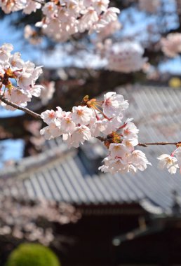 Japonya 'da kiraz çiçeklerinin güzel çiçekleri