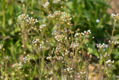 Bahçede çiçek açan bitkiler, gündüz manzarası