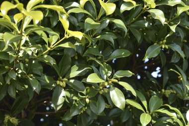 Bahçede çiçek açan bitkiler, gündüz manzarası