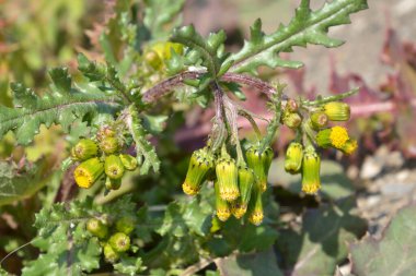 Bahçede çiçek açan bitkiler, gündüz manzarası