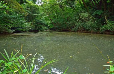 Bereketli yeşilliklerle çevrili sakin sular.