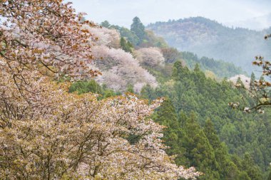 Parkta kiraz çiçeği, Japonya