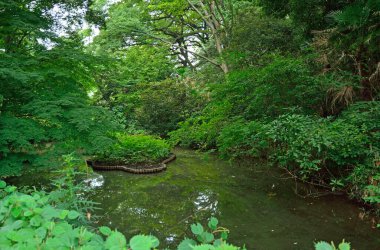 Yoğun Ormandaki Yeşil Gölet
