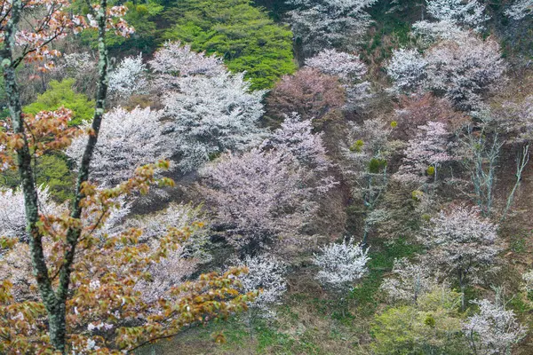 Άνθη Κερασιάς Στο Πάρκο Ιαπωνία — Φωτογραφία Αρχείου