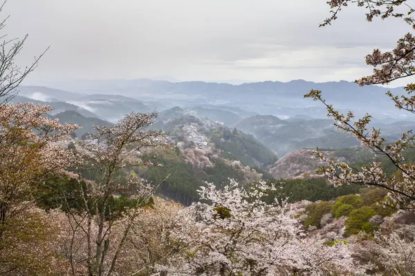 Cseresznyevirág Parkban Japán — Stock Fotó