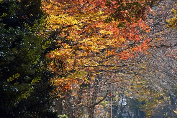 森の中の秋の木の葉 — ストック写真