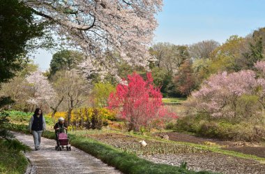 Japon parkında kiraz çiçekleri ve çiçek açan bitkiler