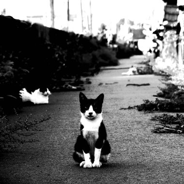 Siyah beyaz kedi sokakta tek başına oturuyor.