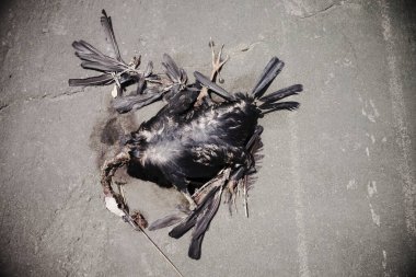 Kuşlar ölü bedenler yolda kan.  