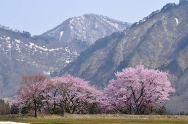 İlkbaharda güzel kiraz çiçekleri
