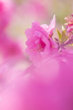 Bahçedeki güzel pembe kiraz çiçekleri, yakın manzara.