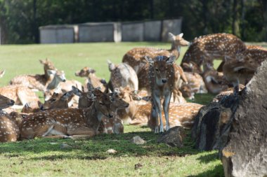 Ormanda dinlenen bir grup geyik.
