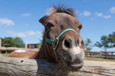 Ahırda kahverengi at ve mavi gökyüzü