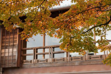 Japonya 'daki sonbahar akçaağaç manzarası 