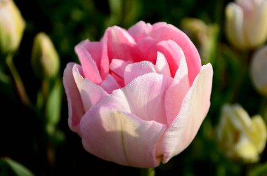 Bahçedeki güzel, parlak laleler       