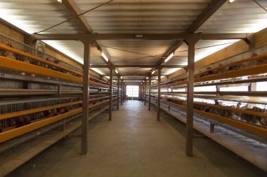 Büyük sanayi yatakhanesinin içindeki boş metal ranzalar.