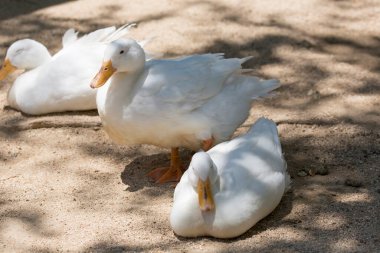 Beyaz kazlar çiftlikte 