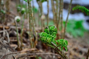 Ormanda yeşil yapraklar
