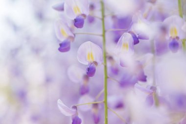 Bahçede bahar çiçekleri