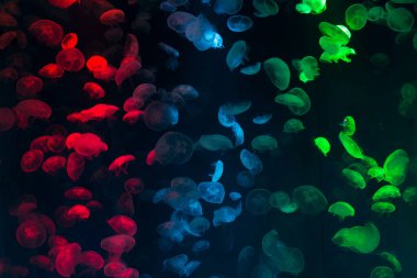 Akvaryumdaki su altı sahnesi. Yakın plan görüntü.