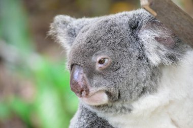 Bir dalda oturan sevimli koalanın portresi.