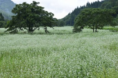 Ormandaki çiçek tarlası 