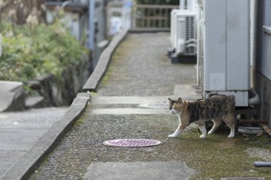 Caddedeki sevimli kedi, gündüz manzaralı. 