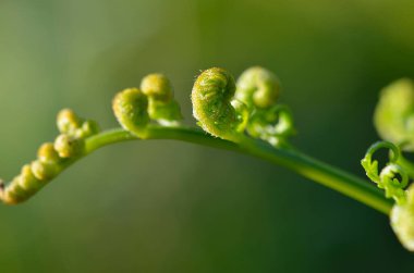 Bitkinin, bitkinin ve doğanın yeşil yapraklarına yakın çekim
