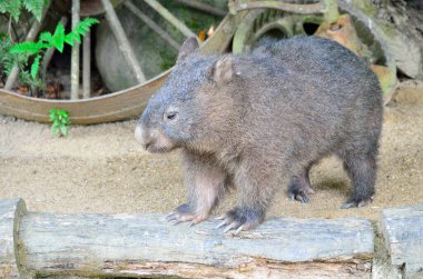 Avustralya 'daki wombat hayvan portresi 