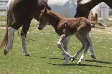 Gündüz vakti çiftlikte otlayan atlar. 