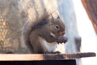 Parktaki şirin sincap, yaklaş.