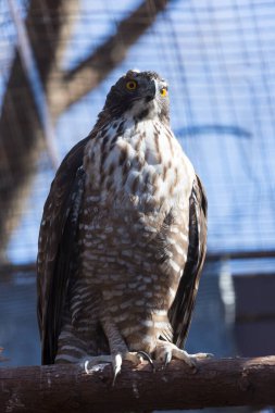 Hayvanat bahçesindeki şubeye tünemiş şahin portresi. 