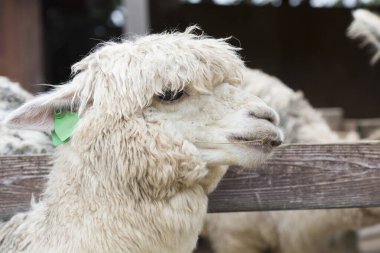 Yumuşak beyaz alpaka yakın çekim