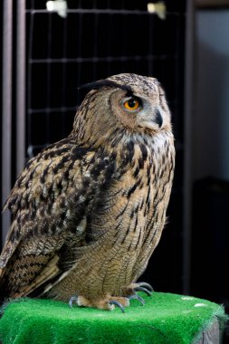 Kafesin önünde duran güzel baykuşun portresi