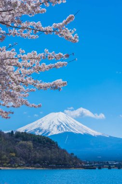 Japonya 'daki görkemli Fuji Dağı ve kiraz çiçeklerinin güzel manzarası
